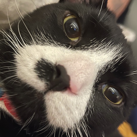 Meet your Posher, Dina - Picture 1 of 1